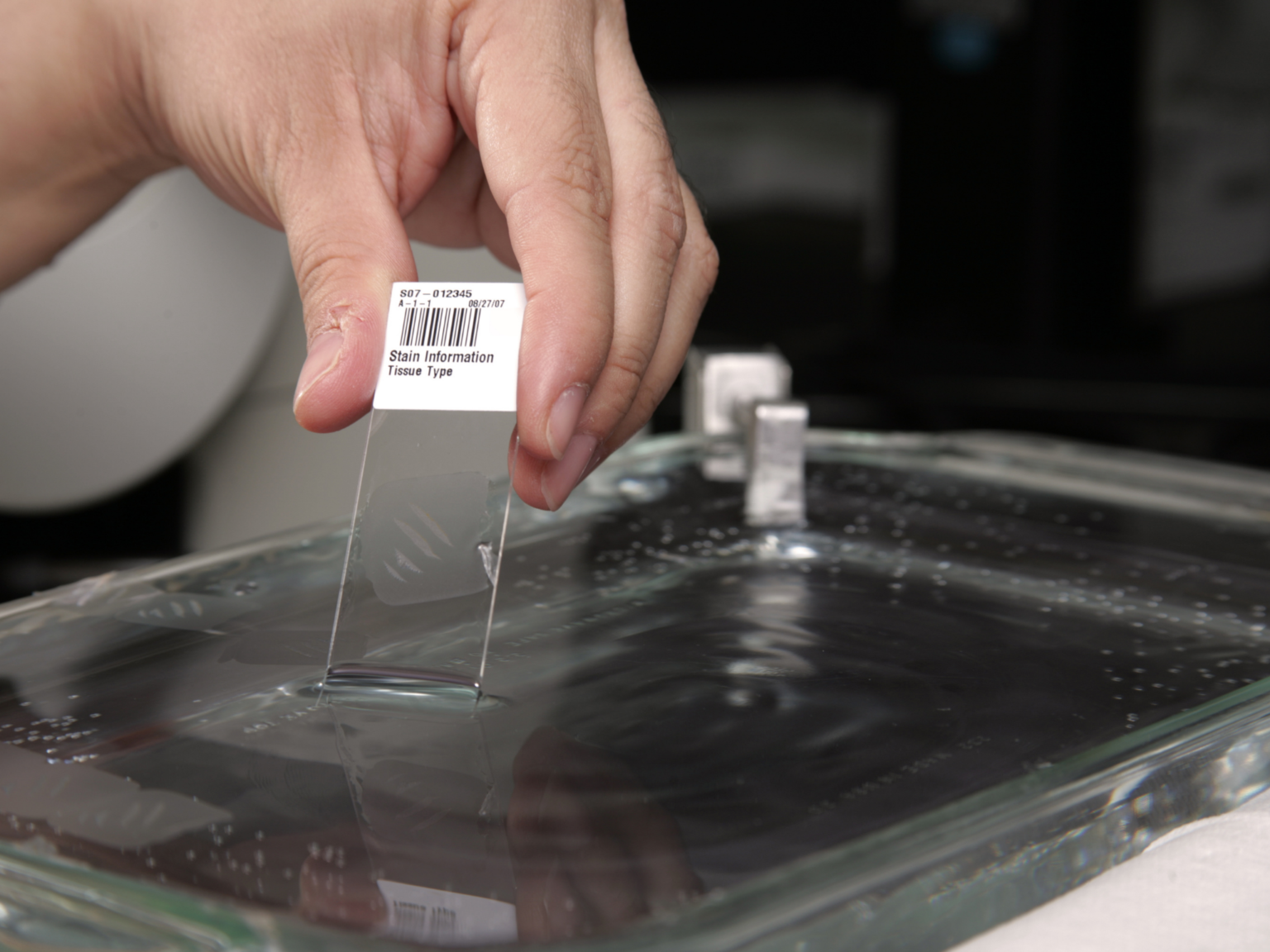 Histology Lancet Laboratory